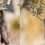 Dağ mukallidinin zorlu g&ouml;&ccedil;&uuml;! Mardin'de enerji depoluyor