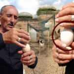 55 yıllık yumurta ustası taze yumurtayı anlama yöntemini açıkladı