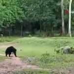 Hindistan'da futbol topuyla oynayan ayılar viral oldu