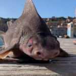 Akdeniz'de bulundu! Yassı kafalı! G&ouml;r&uuml;nt&uuml;s&uuml; ve sesi &uuml;rk&uuml;tt&uuml;