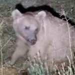 Araba &ccedil;arpan yaralı ayı tedavi edilirken ormana ka&ccedil;tı