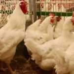 TZOB Başkanı Bayraktar'tan tavuk eti açıklaması