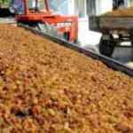 &Uuml;retici dertli: 64 ton kuru &uuml;z&uuml;m&uuml; alıp kayıplara karıştılar 