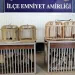 Van’da 2 pitbull sokak köpeğine saldırdı! Sahiplerine ceza yağdı