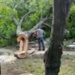 İBB'den ağa&ccedil; katliamı!