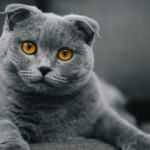 Evcil k&ouml;pek ve kedi sahipleri dikkat! Yıl sonuna kadar s&uuml;re!