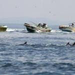 Hawaii'nin "d&ouml;n&uuml;c&uuml; yunusları" ile y&uuml;zmek yasaklandı