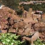 Her birine isim verdiği yeni ırk ke&ccedil;ilerine g&ouml;z&uuml; gibi bakıyor	