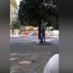 İstanbul'un göbeğinde şaşırtan görüntü! Ağaca yüklediler...