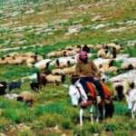 “Afgan göçmenler çoban olsun” önerisi!