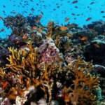 Mercan resifinin yüzde 14'ü 10 yılda yok oldu