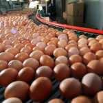 Yumurta ihracatından 430 milyon dolar döviz girdisi sağlanıyor