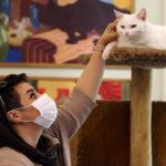 Dünyanın en ilginç müzelerinden: Kedi Müzesi
