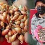 Bursalı pazarcı 10 kilo tohumluk soğan aldı! İçinden çıkan taşları görünce şok oldu