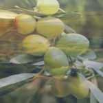 Rüyada dalında zeytin görmek ne demek? Rüyada yeşil zeytin görmek ne anlama gelir?