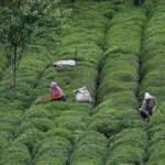Türkiye'den 9 ayda 115 ülkeye 13,2 milyon dolarlık çay ihraç edildi