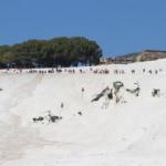 Türkiye'nin beyaz cennetine rekor ziyaretçi