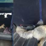 Van&rsquo;da yaralı tilkiye vatandaş sahip &ccedil;ıktı