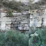 Yaban ke&ccedil;ilerinin zorlu tırmanışları g&ouml;renleri hayret i&ccedil;inde bıraktı