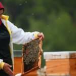 Memurluğu bırakıp çocuğunun sağlığı için bu işe başladı! 2 kovandan 450 kovana ulaştı