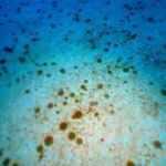 Kıyılarımızı istila ettiler! Hastanelik olabilirsiniz