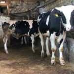 Kentte şap alarmı! 33 mahalle karantinaya alındı