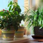 Evin havasını temizleyen bitkiler! Gece rahat uyumanız için oksijen veren bitkiler...