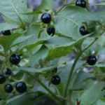 Faydası olduğu kadar zararı da var: Güzelavrat otu