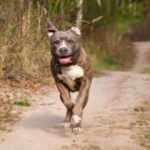 Katil köpeklere kim dur diyecek?