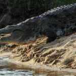 Nehirde aniden ortaya &ccedil;ıkan timsah, 8 yaşındaki kız &ccedil;ocuğunu tek hamlede yuttu