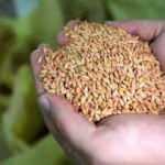 Trakya'nın yerli tohumları Azerbaycan'da filizlenecek
