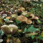 Doç. Dr. Gülin Renda: Zehirli ve zehirsiz mantarı ayırmak çok zor