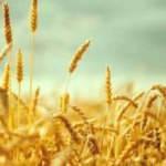 Buğday fiyatı rekor kırdı
