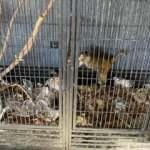 Konya Polisi doğa ve hayvanlara karşı işlenen suçlarda teyakkuzda