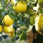 Rüyada ayva görmek ne demektir? Rüyada ayva toplamak ne anlama gelir?