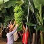  "Alata Azman" 70 kilo muz verdi, 3 kişi zor indirdi