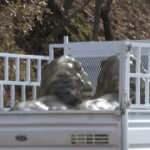 CHP Milletvekili G&uuml;rsel Erol'un diktirdiği heykellere tepki yağdı! Apar topar kaldırdılar