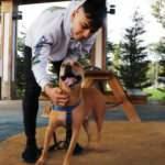 Pitbull saldırılarının gerçeği: Asıl sorun sahibinde