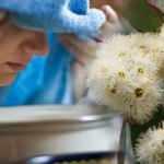 Okaliptüs burun tıkanıklığına iyi gelir mi? En keskin balgam söktürücü okaliptüs yağı nasıl kullanılır?