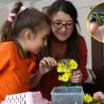 Nadir rastlanan 'Zakkum kelebeği' Sinop'ta ortaya çıktı