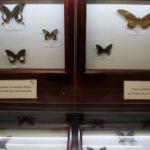 Tahran'da ilginç bir müze: 60 ülkeden 3 binden fazla böcek türü yer alıyor