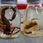 Akrep zehri koronavir&uuml;se karşı koruyabilir mi?