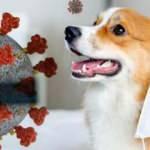 İngiltere’de ilk kez bir köpeğin koronavirüs testi pozitif çıktı