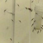 Kaplan sivrisineği Fransa'nın güneyini istila etti