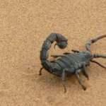 Mısır'da kum fırtınası felaket getirdi: Halk akrep saldırısına uğradı