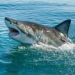 Muğla'da kıyıya 3 metre mesafede k&ouml;pek  balıkları g&ouml;r&uuml;ld&uuml;