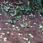 Tokat'ta &uuml;retiliyor! Yılda 100 milyon lira kazandırıyor