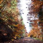 Türkiye'nin en büyük blok ormanlarında sonbahar cümbüşü