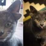 4 kulaklı doğan yavru kedi Midas viral oldu