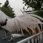 Gözü gibi baktığı horozu çalındı, sosyal medyadan ilan verdi